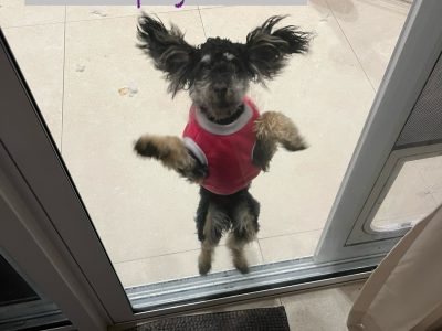 Other Dogs – Revesby