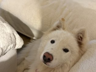 Akita – Woodville West