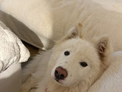 Akita – Woodville West