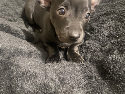 Chihuahua – Willagee