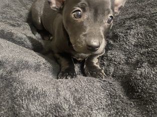 Chihuahua – Willagee