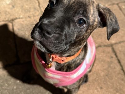 Staffordshire Bull Terrier – Rosemeadow