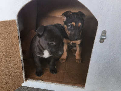 German Shepherd – Sunshine West