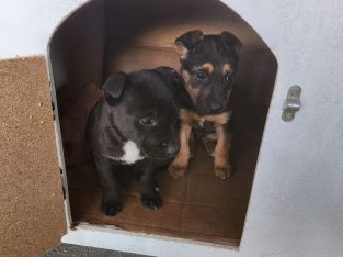 German Shepherd – Sunshine West