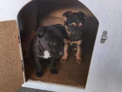 German Shepherd – Sunshine West