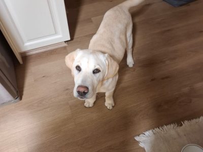 Labrador Retriever – Bibra Lake