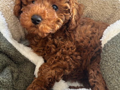 Toy Poodle – Mont Albert North