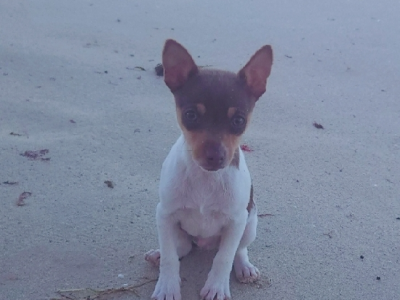 Tenterfield Terrier – Perth