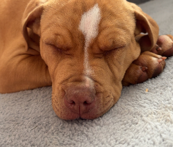 Rhodesian Ridgeback – Toowoomba