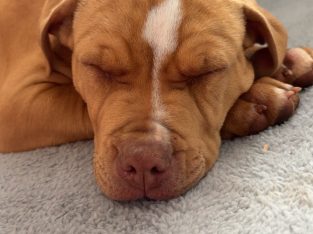 Rhodesian Ridgeback – Toowoomba