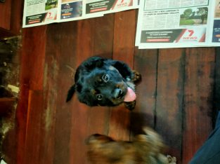 Rottweiler – Armadale