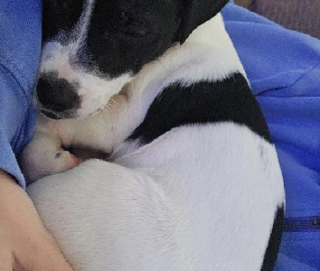 Fox Terrier – East Branxton
