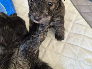 West Highland Terrier – Shoalwater