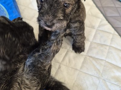 West Highland Terrier – Shoalwater