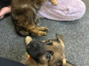 German Shepherd – Heritage Park