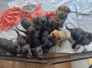 Other Dogs – Bellevue