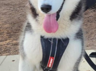 Husky – Angle Vale