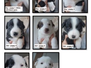 Border Collie – Kianga