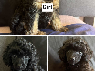 Toy Poodle – Beaudesert