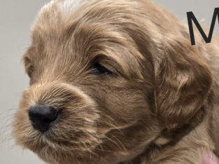 Cavoodle – Spring Farm