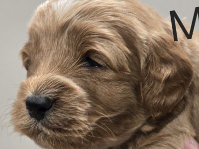 Cavoodle – Spring Farm