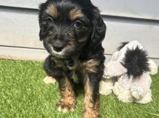 Bordoodle – Morgan Prior