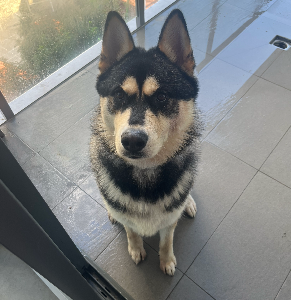 Other Dogs – Guildford