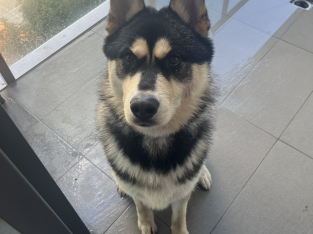 Other Dogs – Guildford