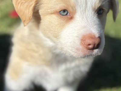 Border Collie – Yarrawonga