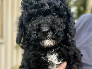 Cavoodle – Clarkson