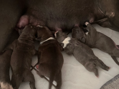 Staffordshire Bull Terrier – Palmerston City