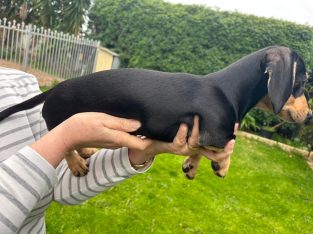 Dachshund – Forrestdale