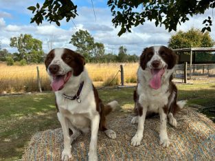 Border Collie – Bundaberg Central