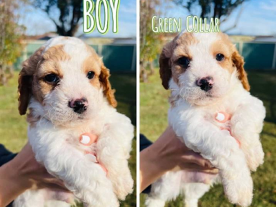 Cavoodle – East Maitland