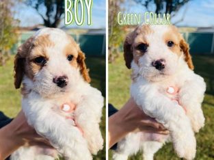 Cavoodle – East Maitland