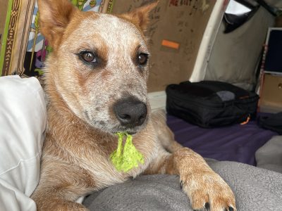 Dogs – Port Douglas