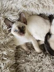 Tonkinese Cat – Bendigo