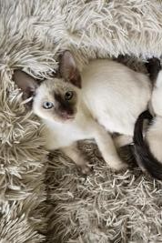 Tonkinese Cat – Bendigo