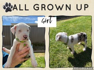 Catahoula Leopard Dog – Westbrook