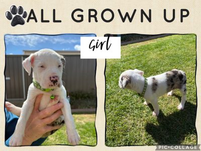 Catahoula Leopard Dog – Westbrook