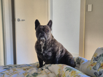 French Bulldog – Glenelg