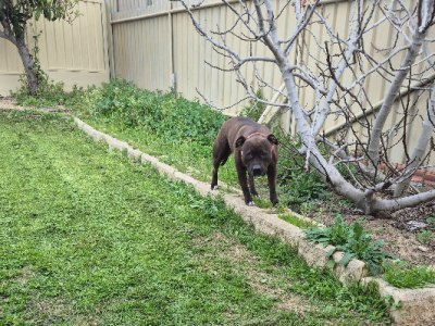 English Staffordshire Terrier – Merriwa