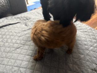 Toy Poodle – Cessnock