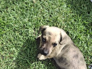 Dachshund – Cooranbong