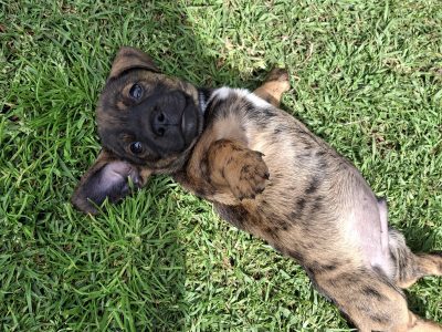 Dachshund – Cooranbong