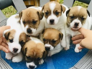 Jack Russell – Black River