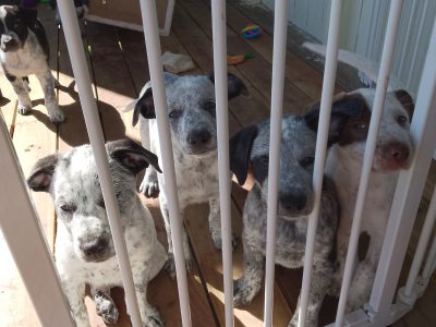 Australian Cattle Dog – Biggenden