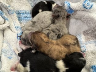 Pomeranian – Prahran