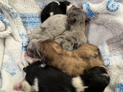 Pomeranian – Prahran