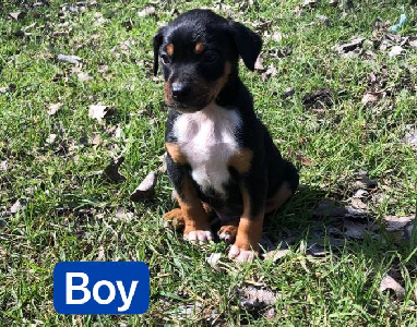 Australian Kelpie – Tunglebung